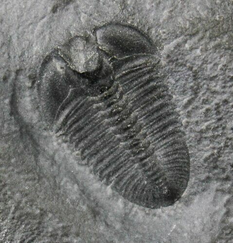 Bathyuriscus Fimbiatus Trilobite - Utah #19679